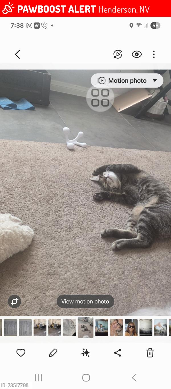 Lost Male Cat last seen Via Frenzia, Henderson, NV 89044
