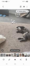 Lost Male Cat last seen Via Frenzia, Henderson, NV 89044