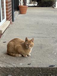 Reunited Male Cat last seen Eastlawn between Northlawn and Centerlawn, East Lansing, MI 48823
