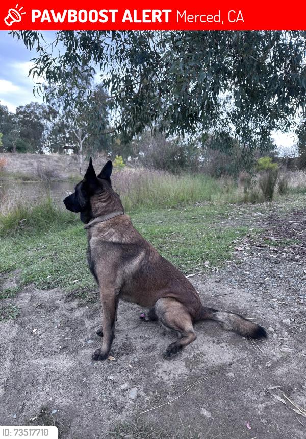 Lost Male Dog last seen 21st and Glen ave, Merced, CA 95340