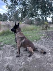 Lost Male Dog last seen 21st and Glen ave, Merced, CA 95340