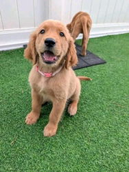 Lost Male Dog last seen Florida, Avon Park, FL 33826