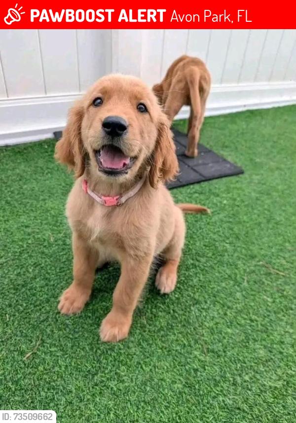 Lost Male Dog last seen Florida, Avon Park, FL 33826