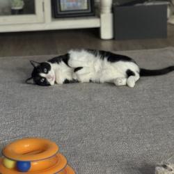 Reunited Female Cat last seen Off 100S between 400W and 500W New Palestine, New Palestine, IN 46163