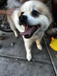 Found/Stray Male Dog last seen Grand Canyon and gilcrease, Las Vegas, NV 89149