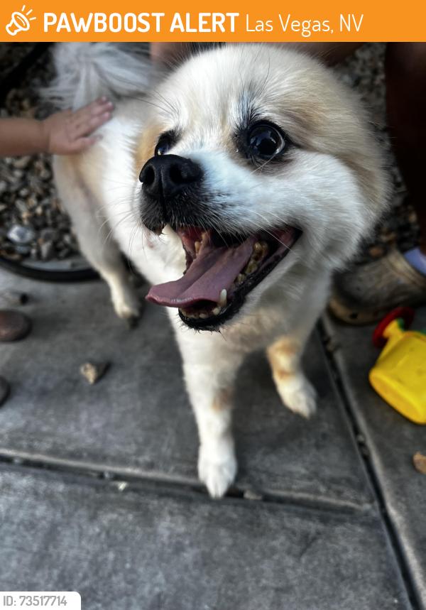 Found/Stray Male Dog last seen Grand Canyon and gilcrease, Las Vegas, NV 89149