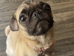 Lost Female Dog last seen Near Oakmoor prkwy houston texas 77051, Houston, TX 77051