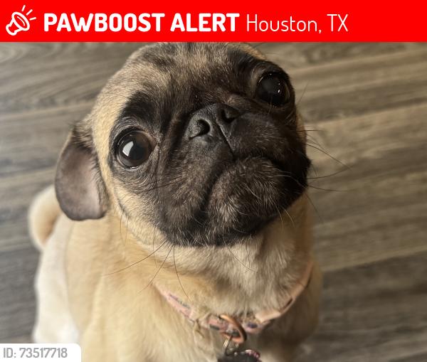 Lost Female Dog last seen Near Oakmoor prkwy houston texas 77051, Houston, TX 77051