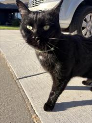 Reunited Unknown Cat last seen Stoney creek, Sioux Falls, SD 57106