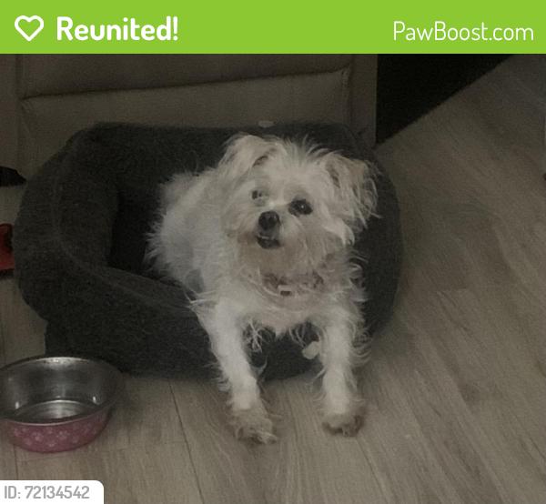 Reunited Female Dog last seen Near W Memorial Rd, Edmond, OK, Oklahoma City, OK 73114