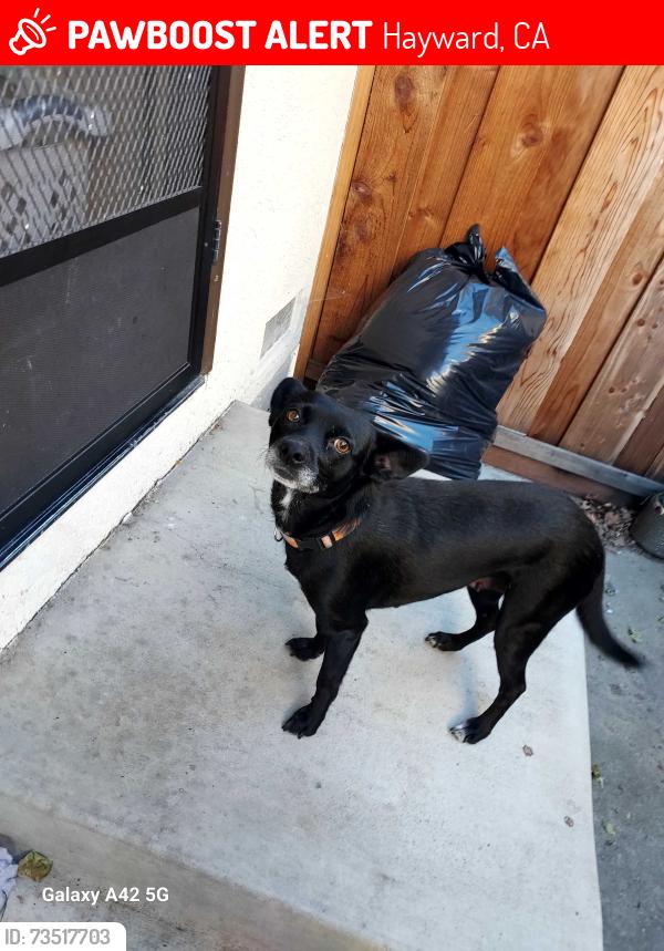 Lost Female Dog last seen Tennyson & Mission, Hayward, CA 94544