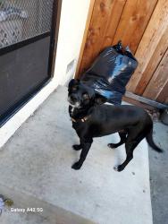 Lost Female Dog last seen Tennyson & Mission, Hayward, CA 94544