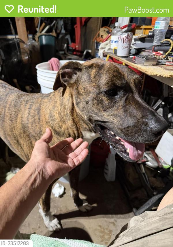 Reunited Female Dog last seen Denton Highway, Haltom City, TX 76117