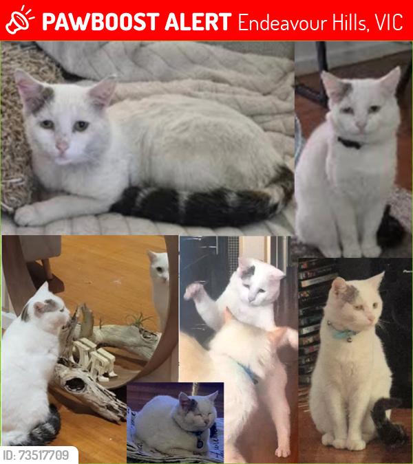 Lost Male Cat last seen Essex Park Drive & Power Rd, Endeavour Hills, VIC 3802