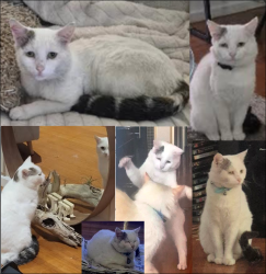 Lost Male Cat last seen Essex Park Drive & Power Rd, Endeavour Hills, VIC 3802