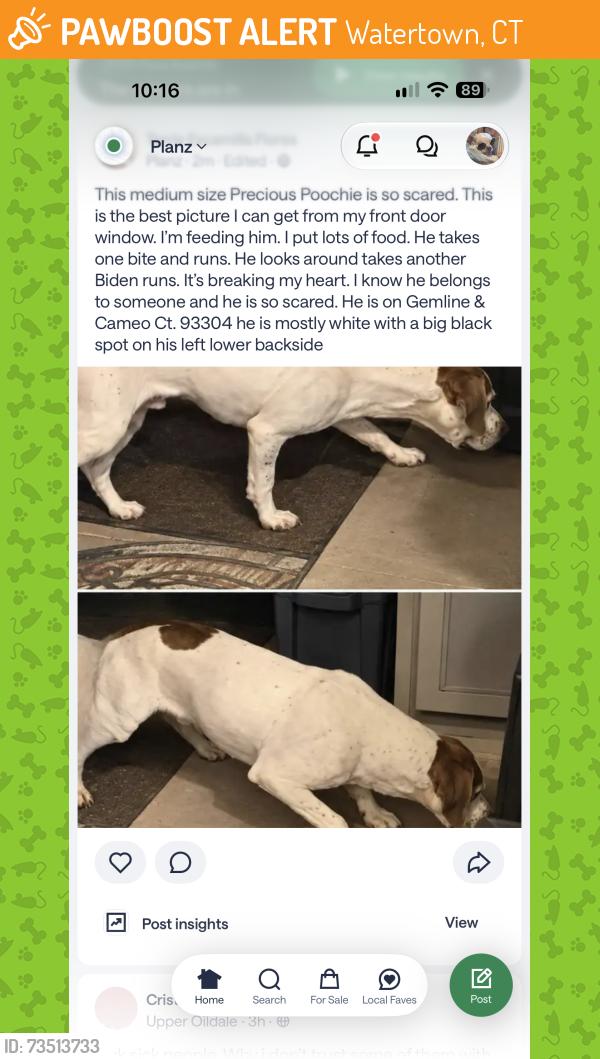Found/Stray Unknown Dog last seen Gemline & Cameo Ct. 93304, Watertown, CT 06779
