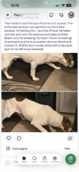 Found/Stray Unknown Dog last seen Gemline & Cameo Ct. 93304, Watertown, CT 06779