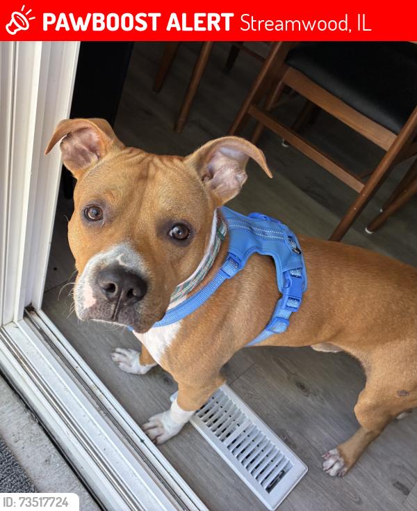 Lost Male Dog last seen Streamwood Blvd and Park Ave., Streamwood, IL 60107