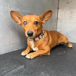 Shelter Stray Male Dog last seen , 2451 N Expressway 281, Edinburg, TX 78541, USA