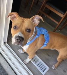 Lost Male Dog last seen Streamwood Blvd and Park Ave., Streamwood, IL 60107