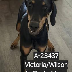 Shelter Stray Female Dog last seen , 6621 Westminster Ave, Garden Grove, CA 92844, USA