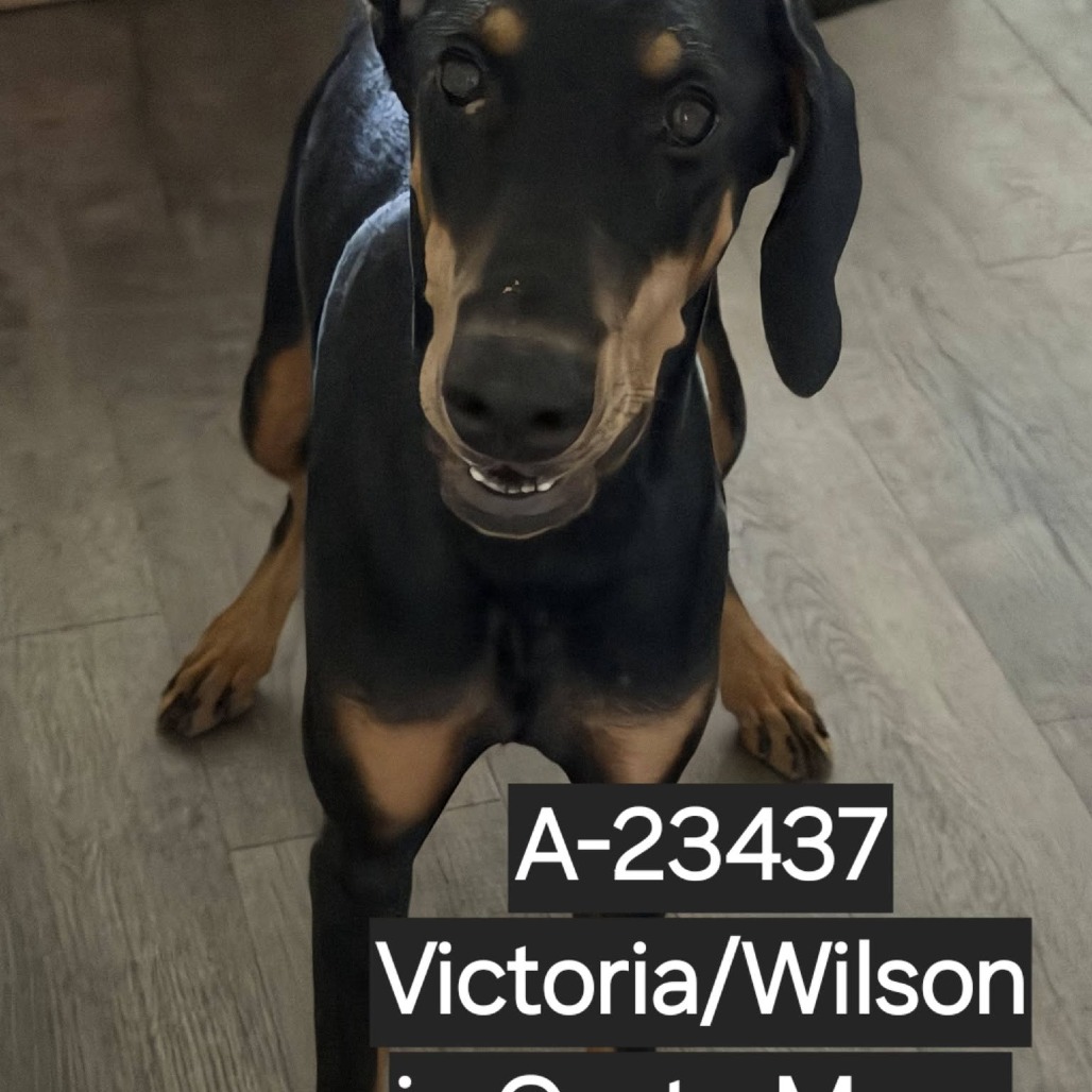 Shelter Stray Female Dog last seen , 6621 Westminster Ave, Garden Grove, CA 92844, USA