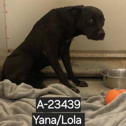Shelter Stray Female Dog last seen , 6621 Westminster Ave, Garden Grove, CA 92844, USA