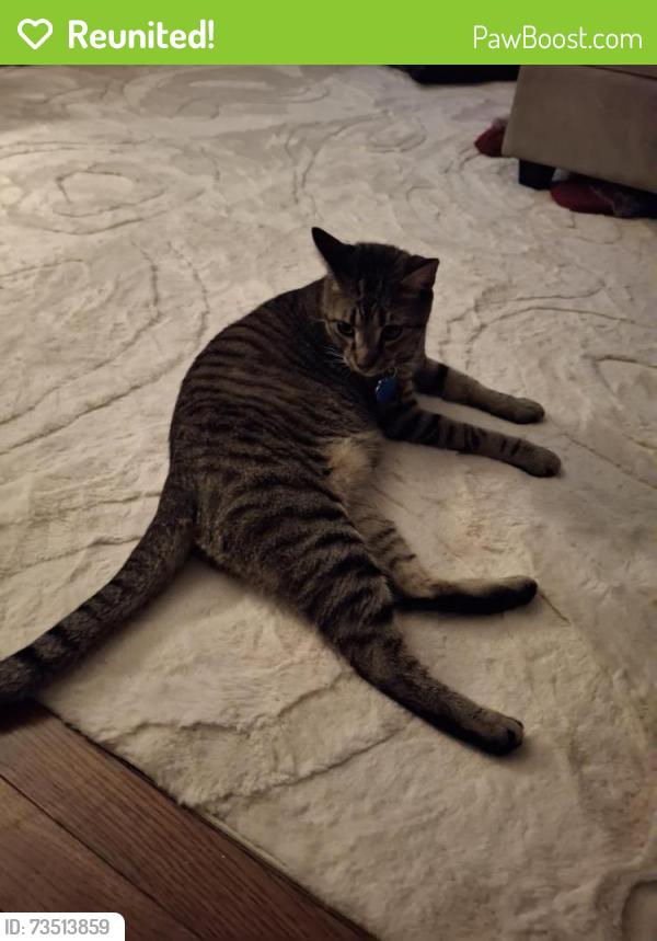 Reunited Male Cat last seen Apartment townhouses near Fir Ct, Flemington, NJ 08822