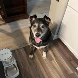 Shelter Stray Female Dog last seen , 825 W Jefferson St, Tipton, IN 46072, USA