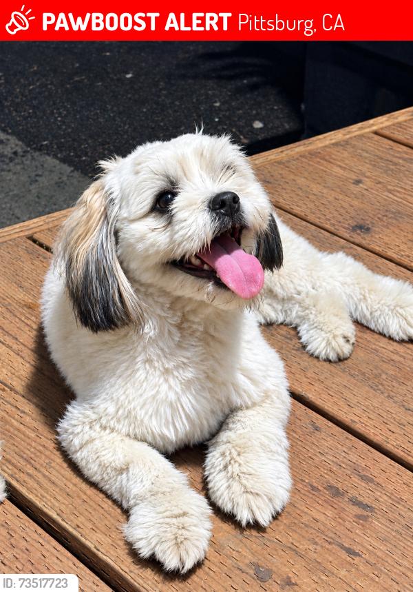 Lost Male Dog last seen Railroad Ave, Pittsburg, CA 94565