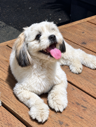 Lost Male Dog last seen Railroad Ave, Pittsburg, CA 94565