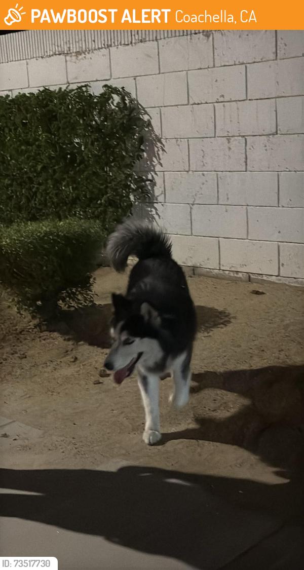 Found/Stray Male Dog last seen Ave 49, Coachella, CA 92236