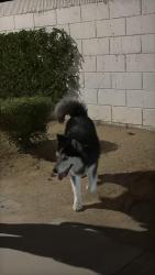 Found/Stray Male Dog last seen Ave 49, Coachella, CA 92236