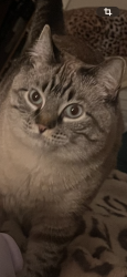 Lost Female Cat last seen 62nd Ave & 62nd Pl, Arvada, CO 80004