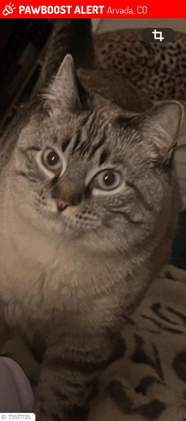 Lost Female Cat last seen 62nd Ave & 62nd Pl, Arvada, CO 80004