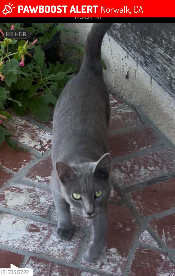 Lost Female Cat last seen Mapledale and harvest, Norwalk, CA 90650