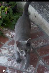 Lost Female Cat last seen Mapledale and harvest, Norwalk, CA 90650