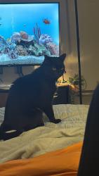 Lost Male Cat last seen Lake view drive, lakeshore apmts, Cincinnati, OH 45237