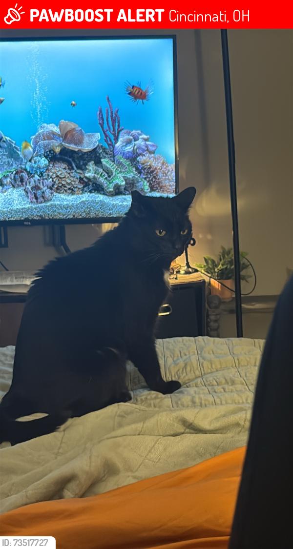 Lost Male Cat last seen Lake view drive, lakeshore apmts, Cincinnati, OH 45237