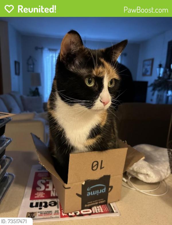 Reunited Female Cat last seen 383B Sequoia Lane, Stratford 06614, Stratford, CT 06614