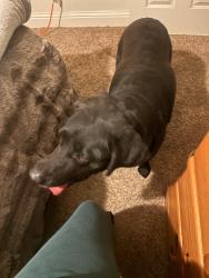 Found/Stray Female Dog last seen Rumble Rd, Modesto, CA 95355