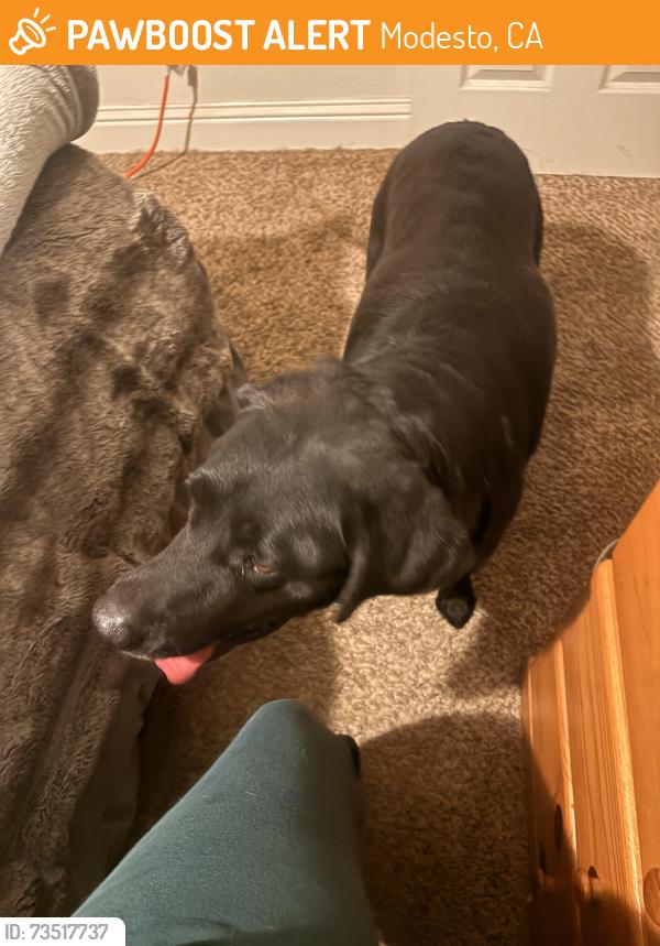 Found/Stray Female Dog last seen Rumble Rd, Modesto, CA 95355