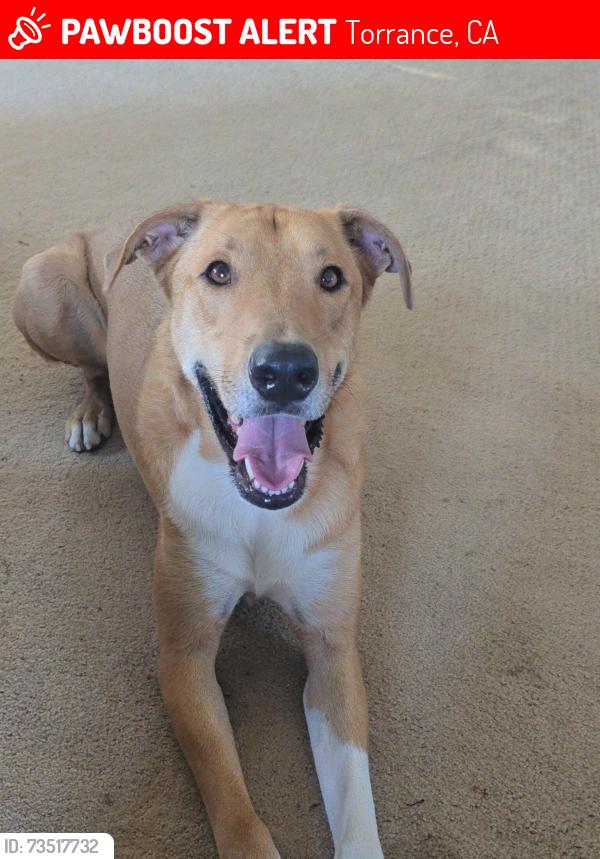 Lost Male Dog last seen Cadison Street going towards Hawthorne Blvd around 7:00am this morning, Torrance, CA 90503