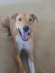 Lost Male Dog last seen Cadison Street going towards Hawthorne Blvd around 7:00am this morning, Torrance, CA 90503