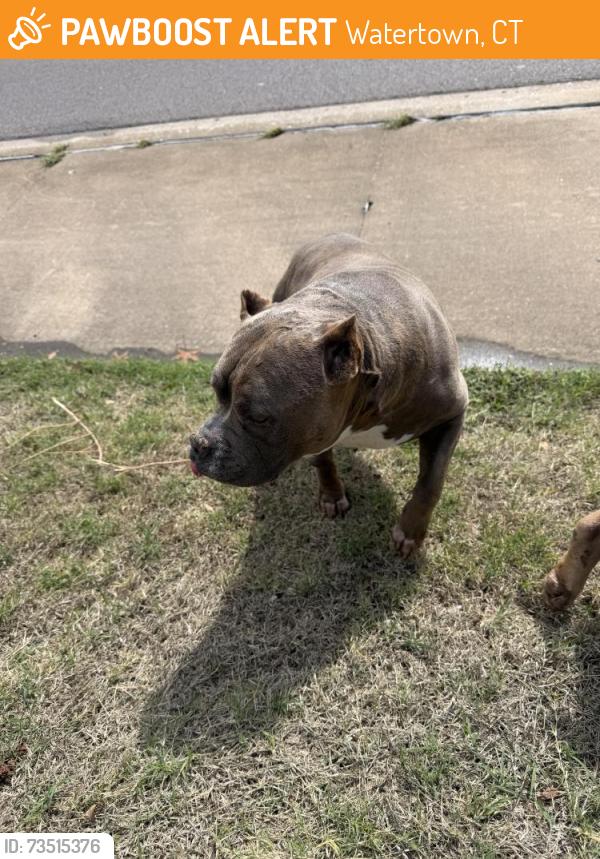 Found/Stray Female Dog last seen Pickford ct and kingsgate, Watertown, CT 06779