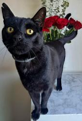 Lost Male Cat last seen Flores st and Sanpablo, Seaside, CA 93955