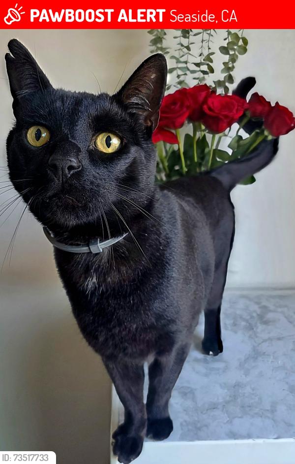 Lost Male Cat last seen Flores st and Sanpablo, Seaside, CA 93955