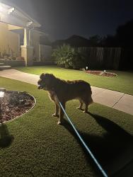 Found/Stray Female Dog last seen Herman and landis, San Diego, CA 92104
