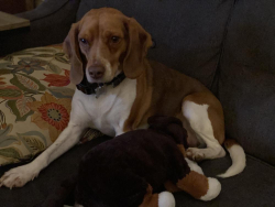 Lost Male Dog last seen My hse. I do not remember the address I was 10., Millersville, MD 21108