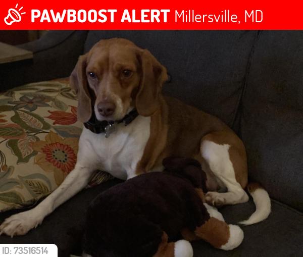 Lost Male Dog last seen My hse. I do not remember the address I was 10., Millersville, MD 21108